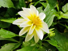 -黑龙江省森林植物园