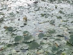 -前关湿地公园