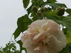 -香雪海饭店中餐厅(人民桥店)