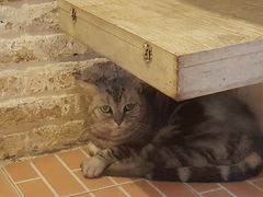 -猫咪博物馆(顶澳仔猫街店)