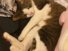 -momokira米努特·德文卷毛猫·棉花面纱犬