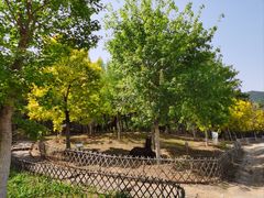 -北京西山国家森林公园