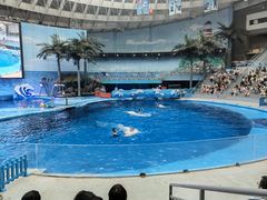 -海合安成都极地海洋公园