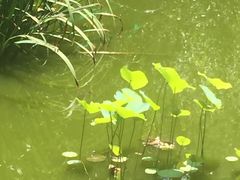 -新湖明珠城