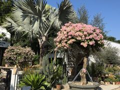 -自由生长植物工作室(深港花卉中心店)