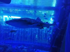 -成都浩海立方海洋公园