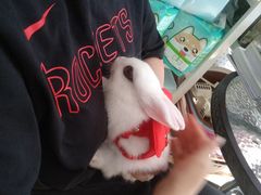 -圣宠宠物(平吉花卉市场店)