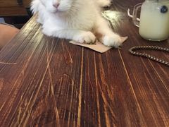 -吉丁鸟咖·异宠·寄养