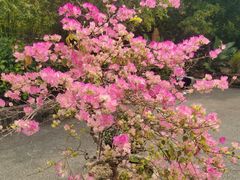 -深圳仙湖植物园