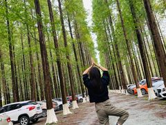 -黄海国家森林公园