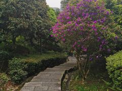 -大屏嶂森林公园