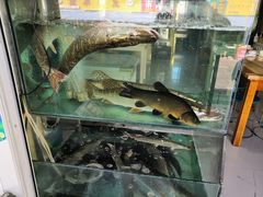 -煲来饱去冷水鱼