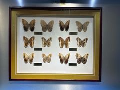 -上海昆虫博物馆