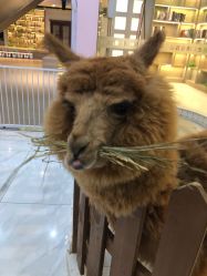 -Moni星球萌宠·小马宝莉·灵蛇·高端高阶全萌宠互动体验俱乐部(红豆国际广场店)