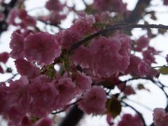 -天适樱花悠乐园