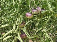 -庞各庄翠芳园西瓜蔬菜基地采摘园