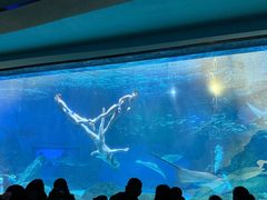-海合安成都极地海洋公园