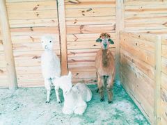 萌宠乐园-云漫湖生态度假公园