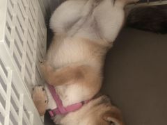 -欧奕国际动物医院