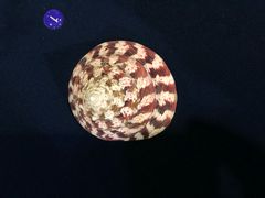 -青岛贝壳博物馆
