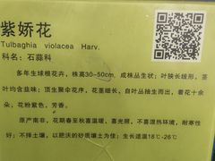 -大屏嶂森林公园