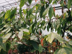 -歌斐颂巧克力小镇