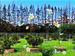 -前小桔亲子创意农场·草莓采摘·露营烧烤