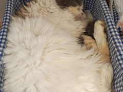 -喵园·猫主题咖啡厅·撸猫·猫咖(国贸店)