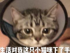 -猫大福·Fortune Cat猫舍(百子湾店)