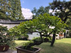 -上海醉白池公园