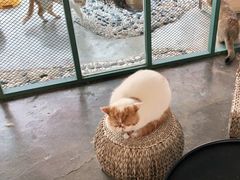 -喵屿·大理花园猫咖