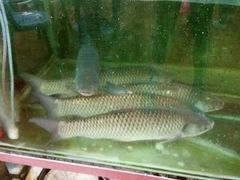 -广宁炭炉鸡煲·富临门饭店