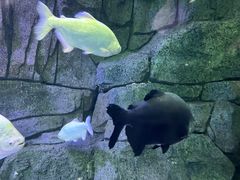 -西安曲江海洋极地公园