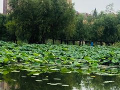 -前关湿地公园