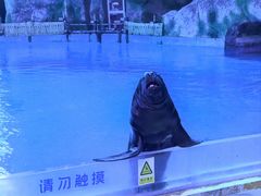 -芜湖新华联大白鲸海洋公园