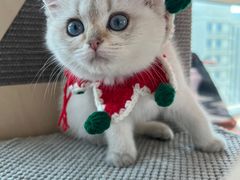 -momokira米努特·德文卷毛猫·棉花面纱犬