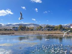 -青海湖国家重点风景名胜区