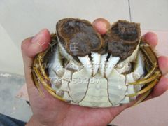 -丫丫蟹庄·苏式园林农家乐·阳澄湖大闸蟹(阳澄湖莲花岛店)