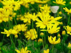 -中国天府农业博览园