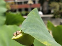 -华中科技大学同济医学院附属同济医院(汉口院区)