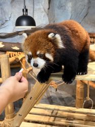 -Zoolung Zoolung动物主题公园(海信广场店)