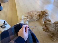 -猫腻·猫咖·撸猫馆(星光大道店)