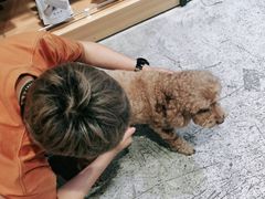 -PETKIT小佩宠物(昭化店)