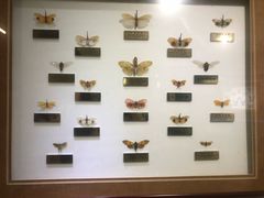 -上海昆虫博物馆