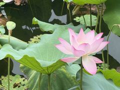 -荔湾湖公园