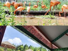 -贵州森林野生动物园