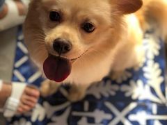 -严国平动物医院(德政总院)