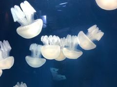 -迪拜水族馆及水下动物园
