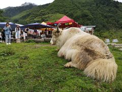 -硗碛藏寨·神木垒景区