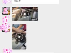 -宠福鑫康馨动物医院·骨科·眼科